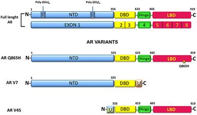 The Androgen Receptor in Breast Cancer